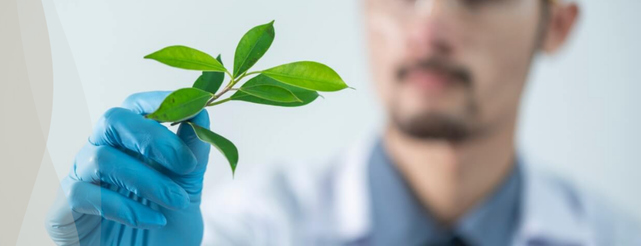 Vidunder planten Ashwagandha